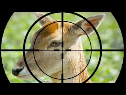 Killing Bambi: Why we nearly provisionally liquidated high profile CPA Australia